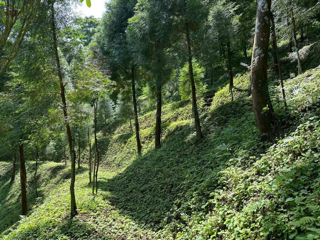 新竹橫山梢楠全新渡假小屋(農地)C