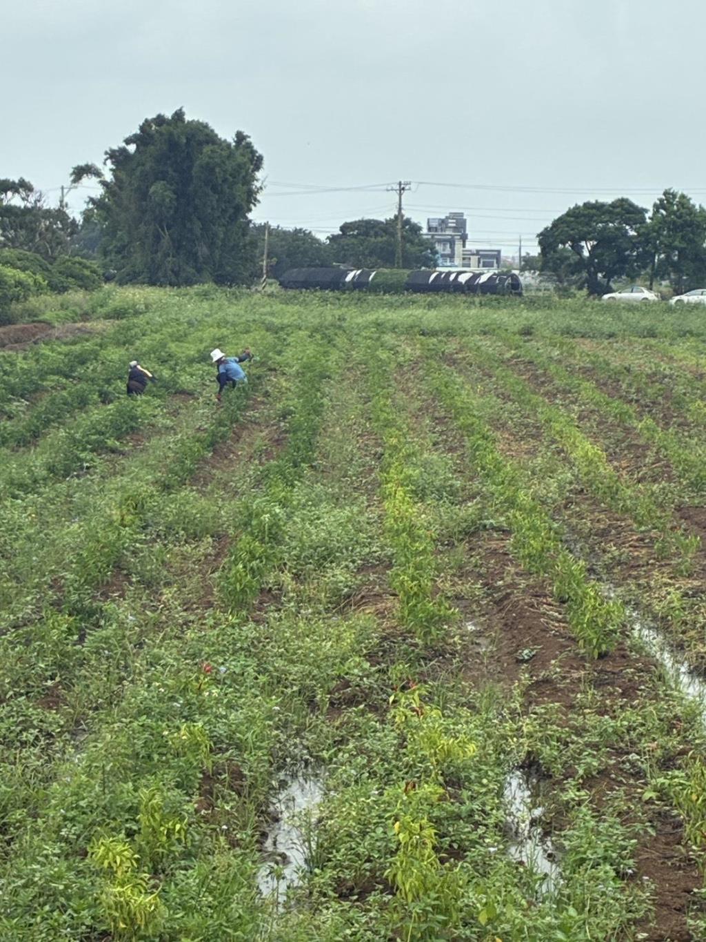 【向陽團隊】中壢月眉特農帶建照