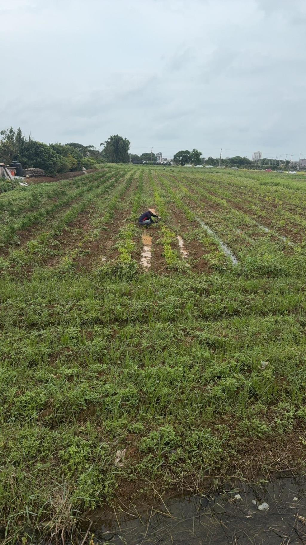 【向陽團隊】中壢月眉特農帶建照