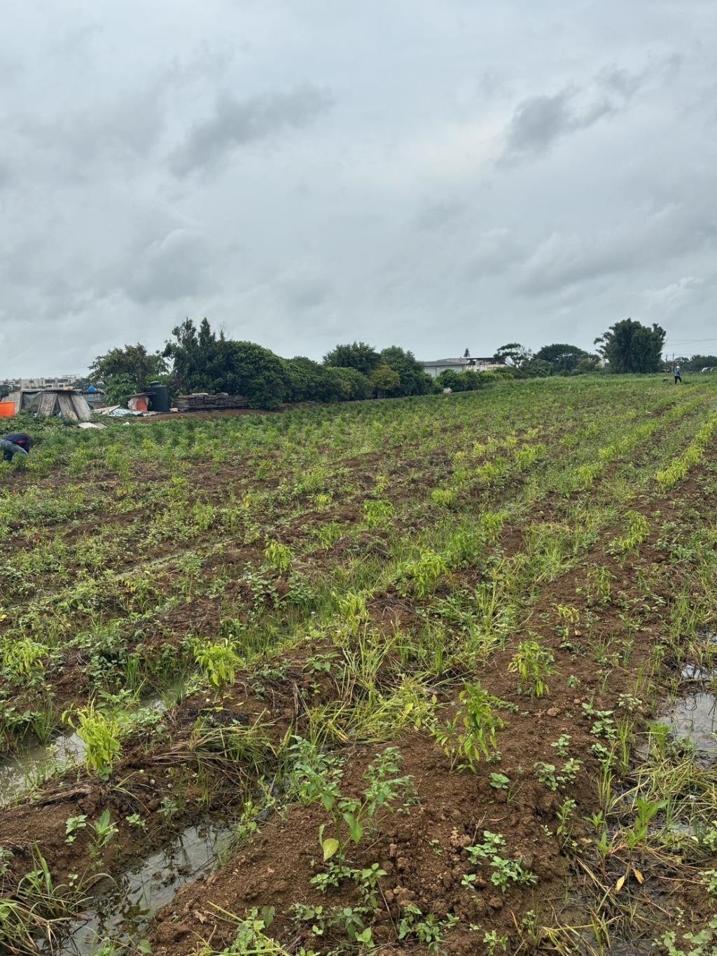 【向陽團隊】中壢月眉特農帶建照
