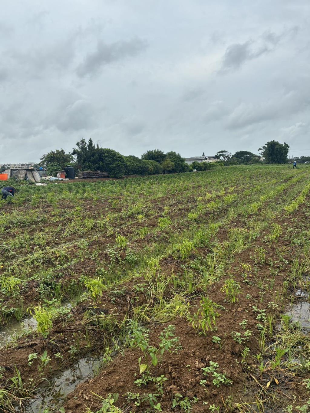 【向陽團隊】中壢月眉特農帶建照