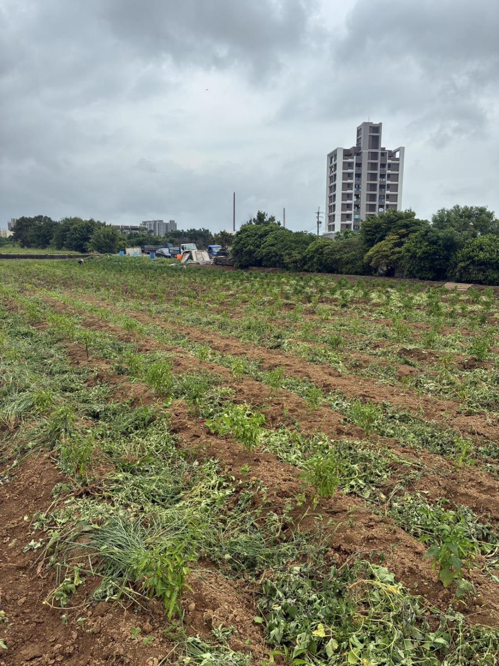 【向陽團隊】中壢月眉特農帶建照