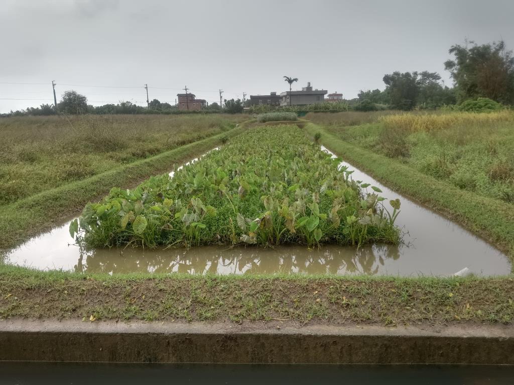 【向陽團隊】新屋區美農地