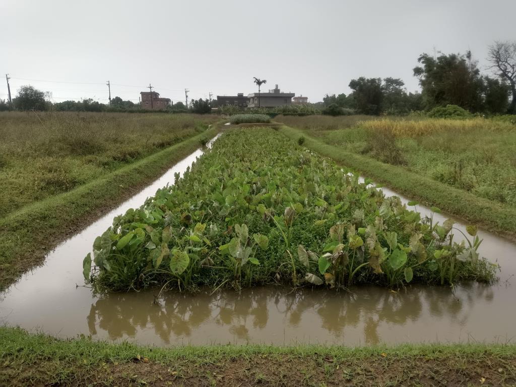 【向陽團隊】新屋區美農地
