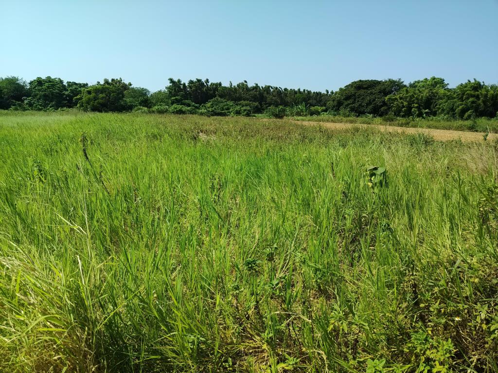 【向陽團隊】蘆竹新福段方正美農地