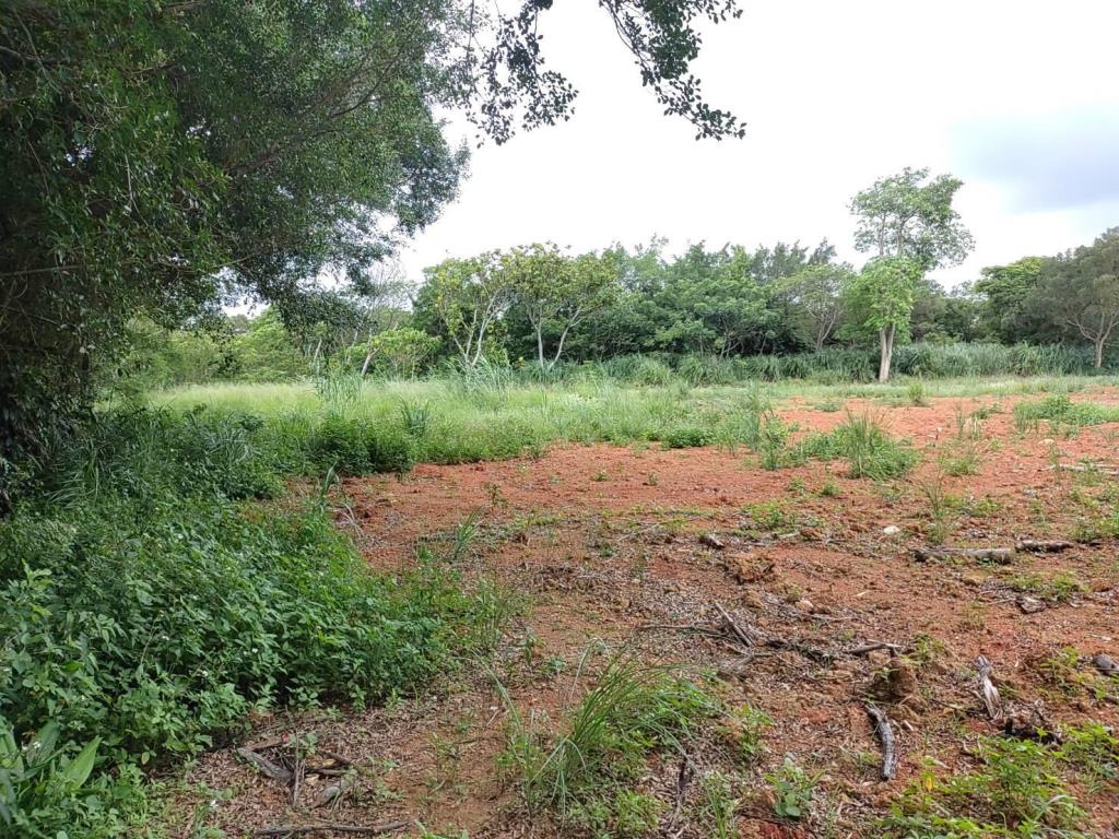 【向陽團隊】過嶺善果林便宜農地