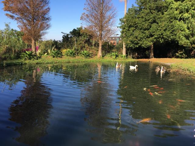 【向陽團隊】專任-楊湖路農舍+鐵皮