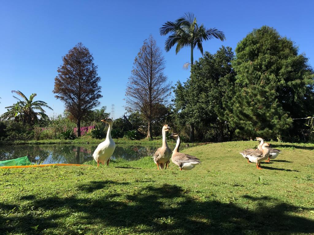 【向陽團隊】專任-楊湖路農舍+鐵皮