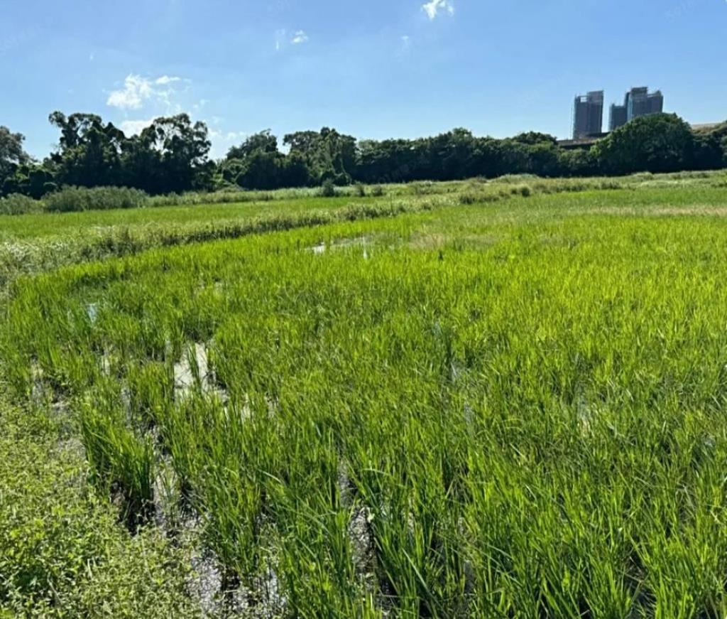 【向陽團隊】觀音區40米農地+建地