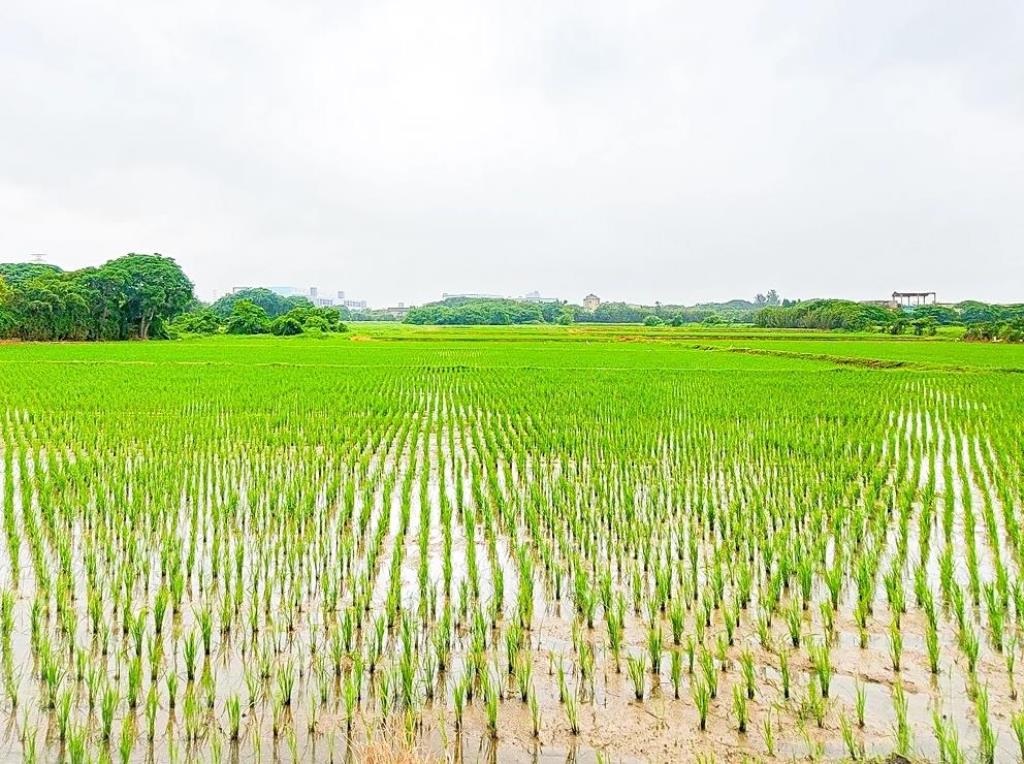 【向陽團隊】觀音區40米農地+建地