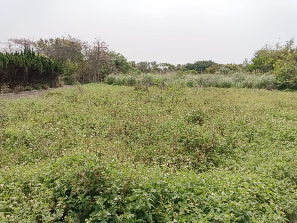 【向陽團隊】新屋石磊子活動中心美農地