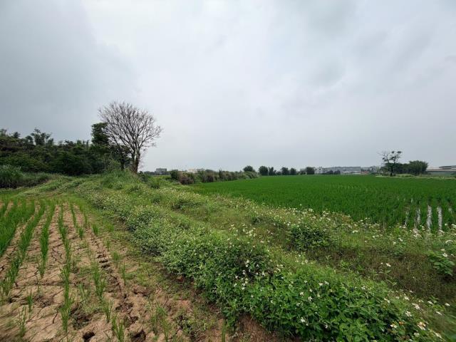 【向陽團隊】新屋中山東路美農地