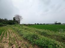 【向陽團隊】新屋中山東路美農地