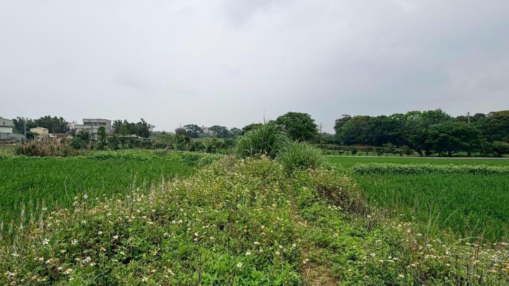 【向陽團隊】新屋中山東路美農地
