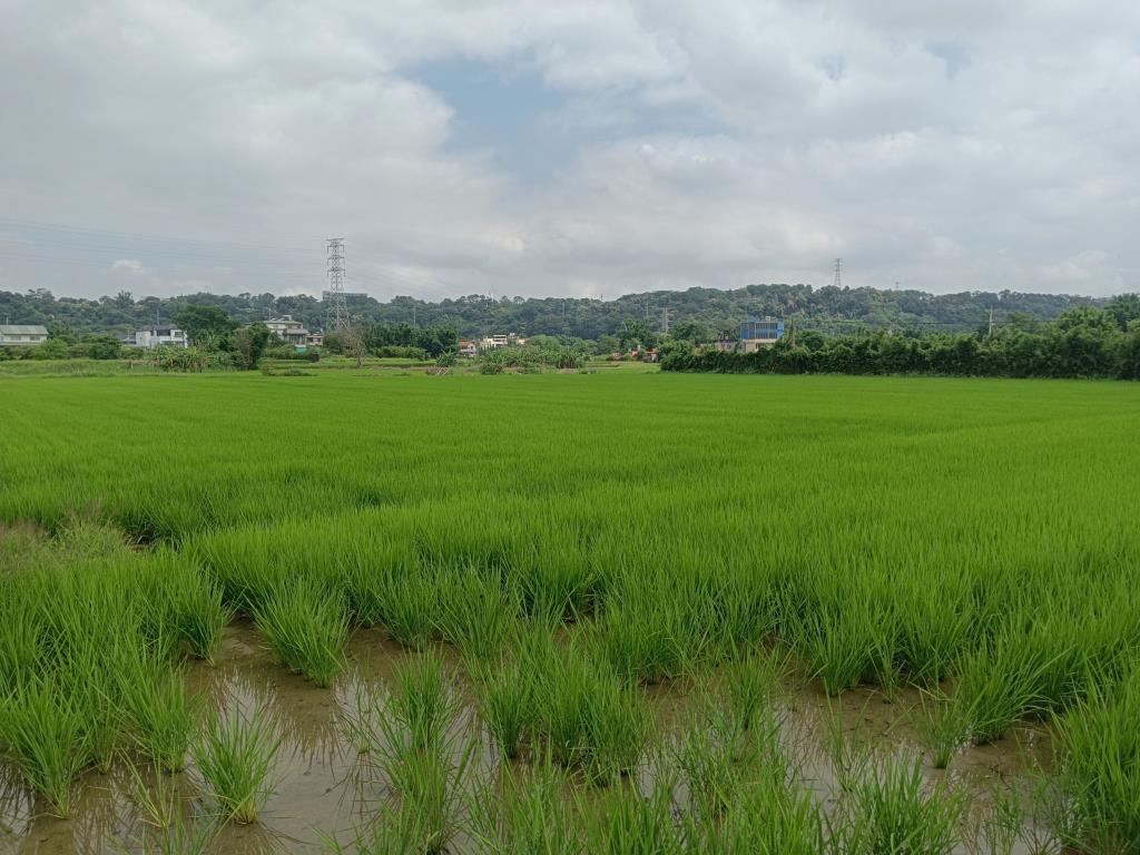 【向陽團隊】龍潭三坑老街都計內小農地