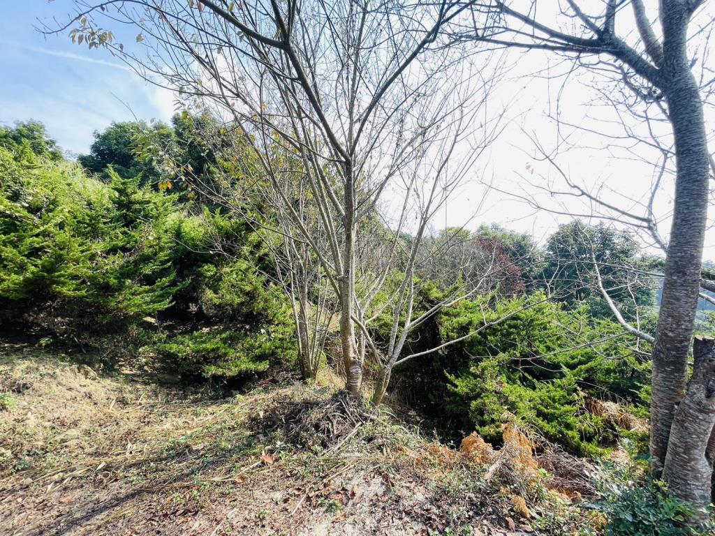 【向陽團隊】苗栗大湖丙建農舍+山坡地