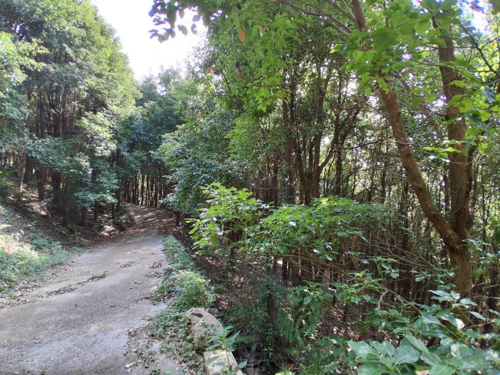 【向陽團隊】苗栗大湖丙建農舍+山坡地