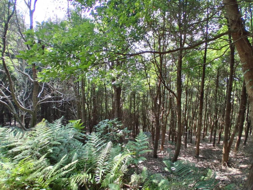 【向陽團隊】苗栗大湖丙建農舍+山坡地