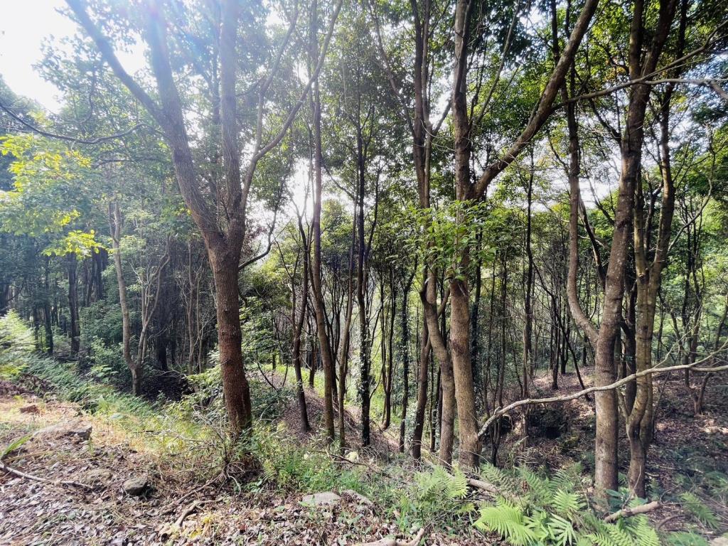 【向陽團隊】苗栗大湖丙建農舍+山坡地