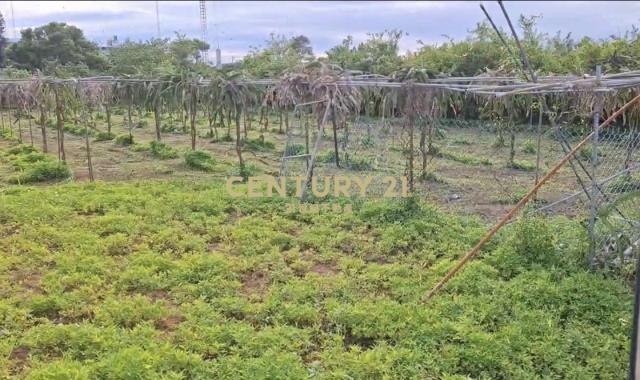 新豐後湖段農地