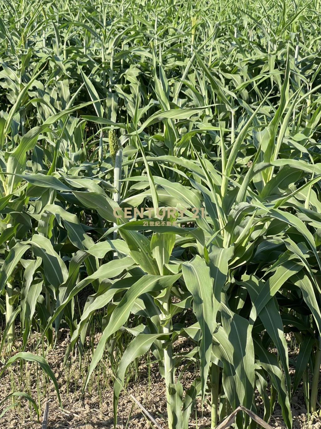 觀音330坪農地+79坪合法倉庫