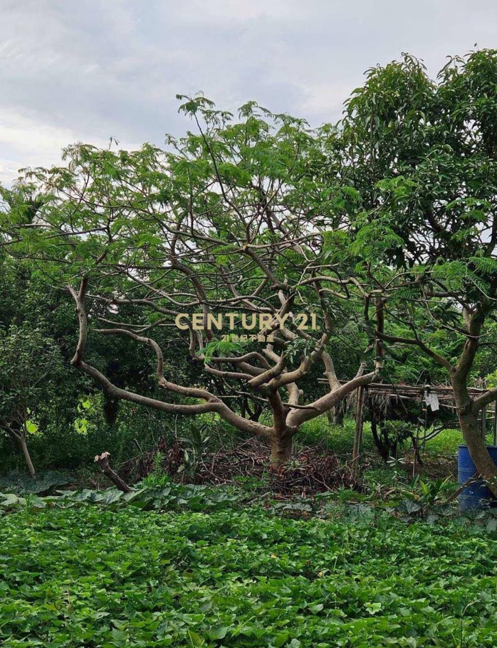 高雙段一般農+資材室