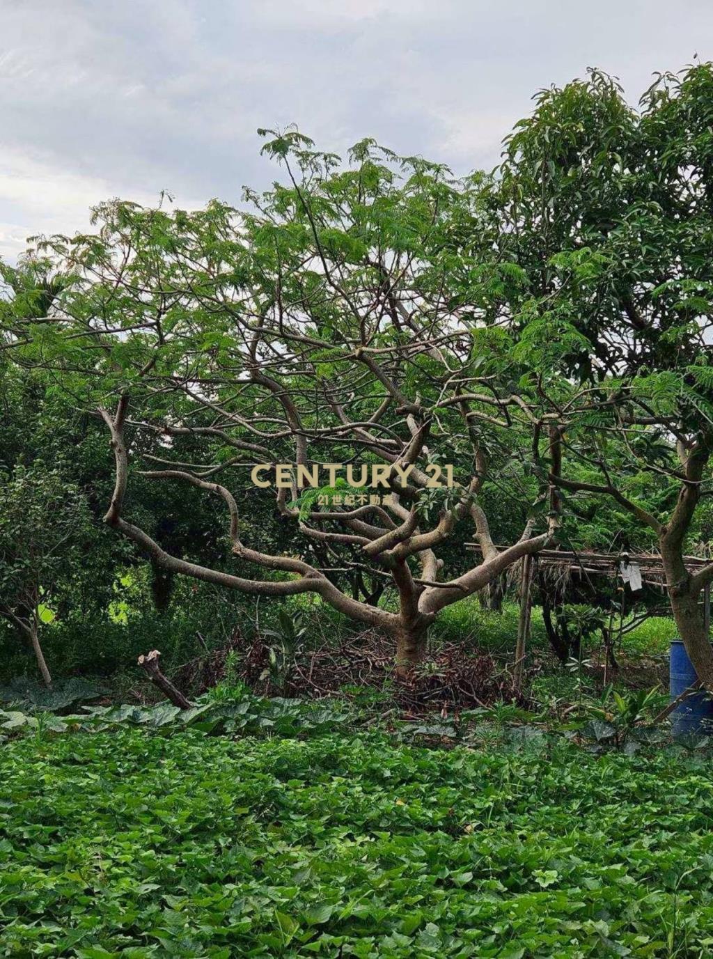 高雙段一般農+資材室