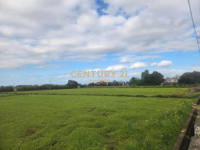 新屋大馬路旁面寬農地