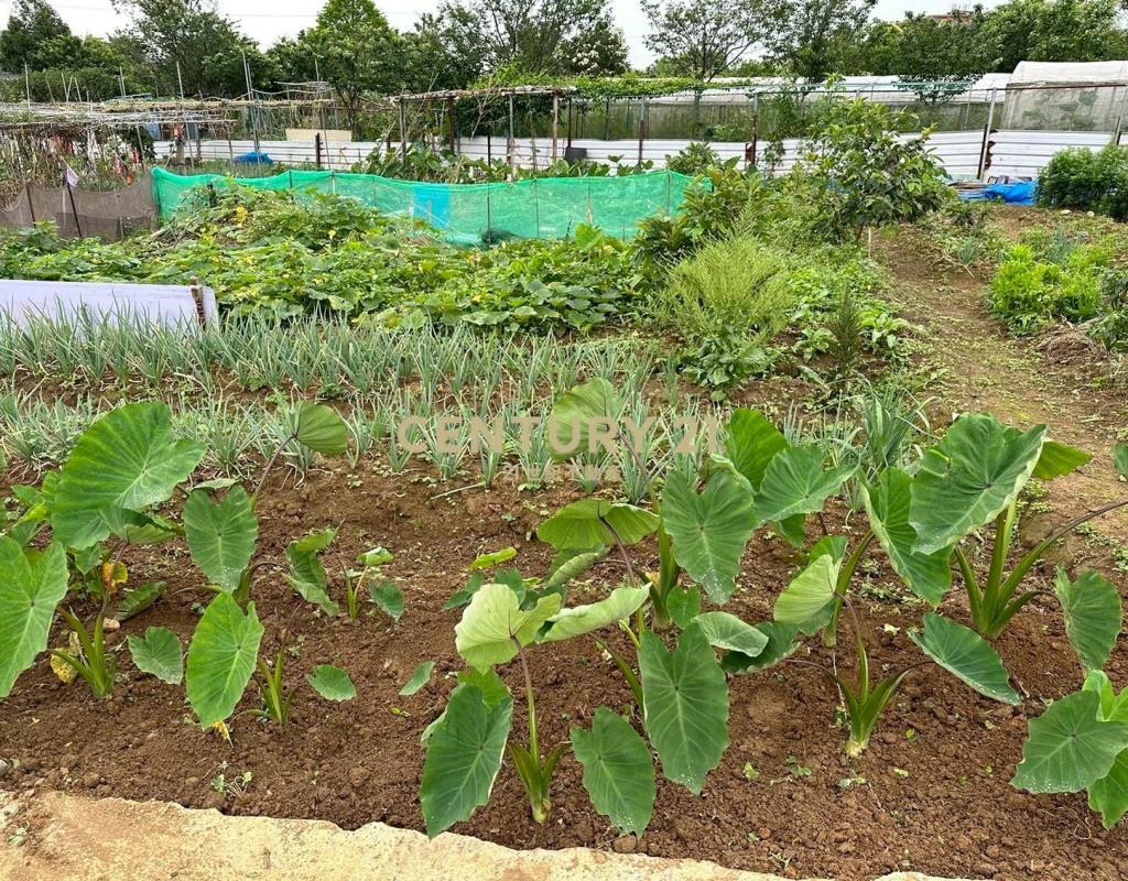 平鎮中豐路小坪數都計內農地