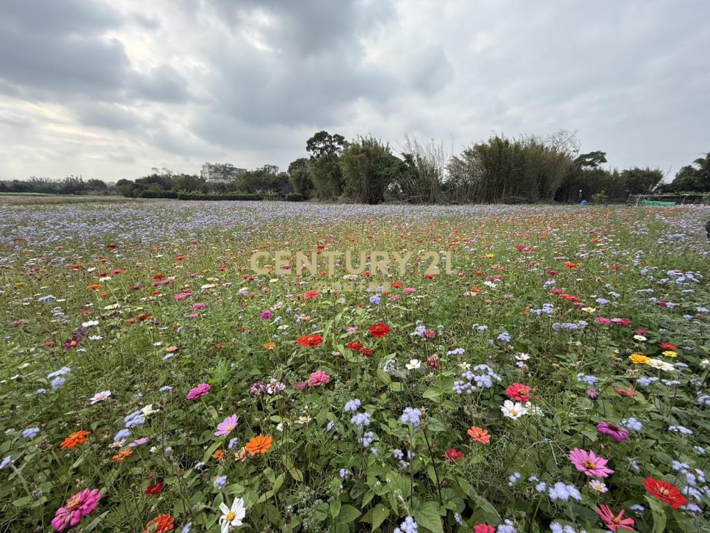平鎮大面寬稀有一般農