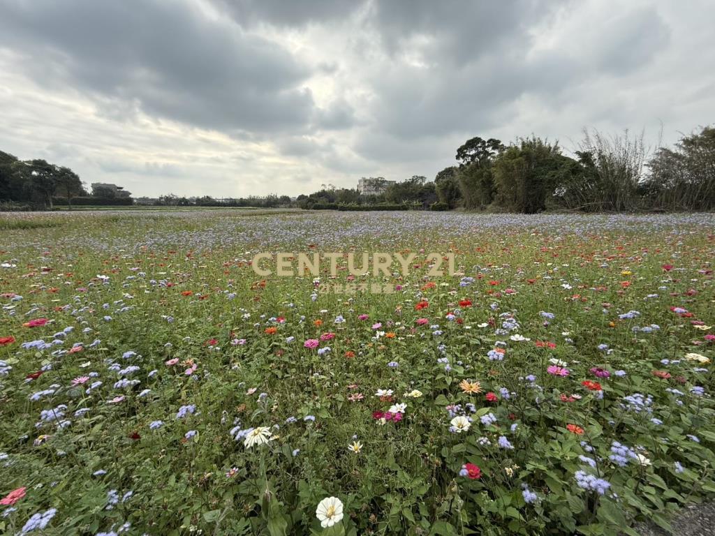 平鎮大面寬稀有一般農