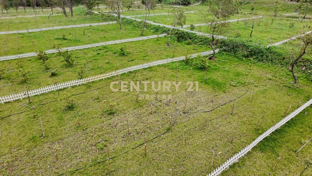 大溪漫泊苑櫻花莊園風景區農地B