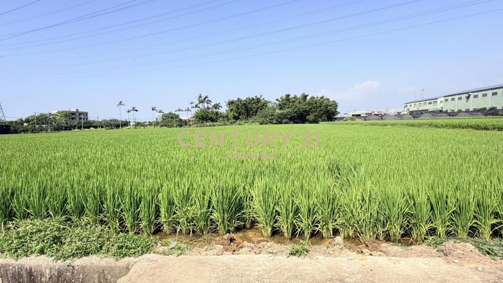 觀音富源段🌳6米路旁~964坪大面寬農