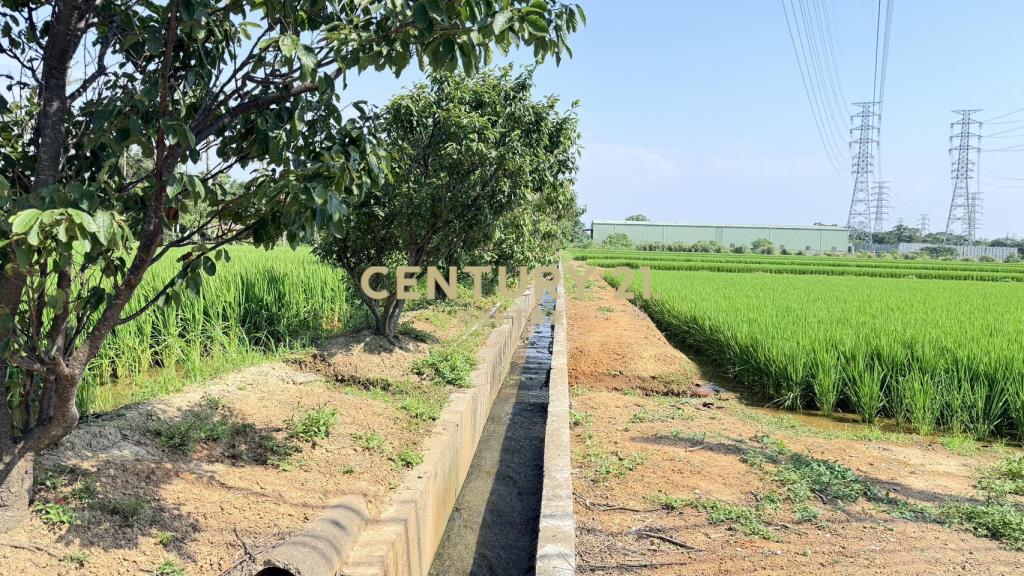 觀音富源段🌳6米路旁~964坪大面寬農