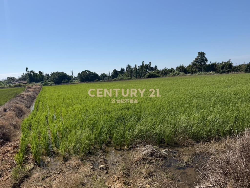 新竹新豐鄉福興段後湖子小段美農地709坪