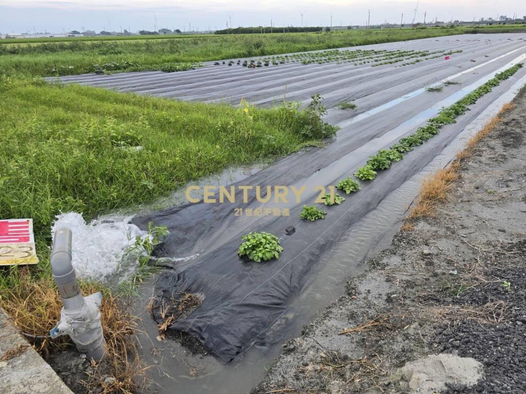 臺山段七米道路旁一般農