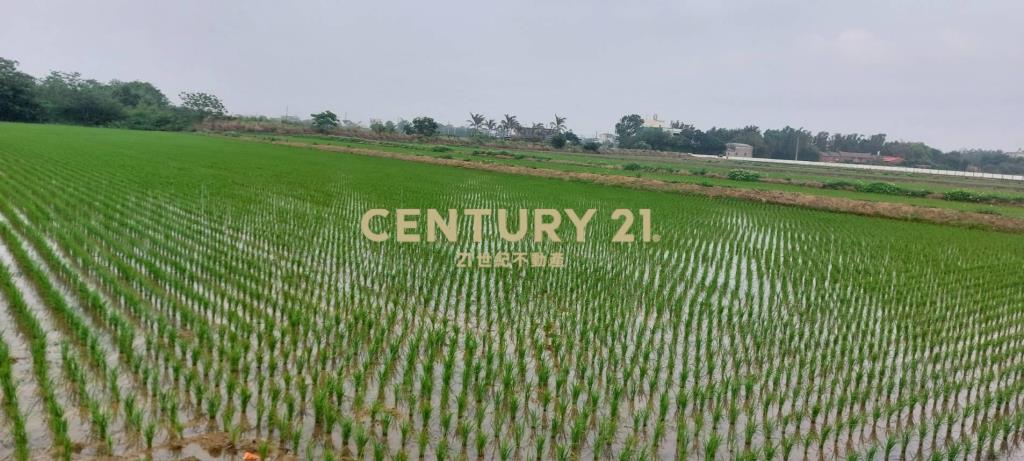 大坡國小方正美農地