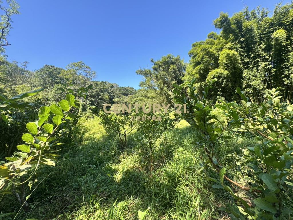 大溪區信義段農地