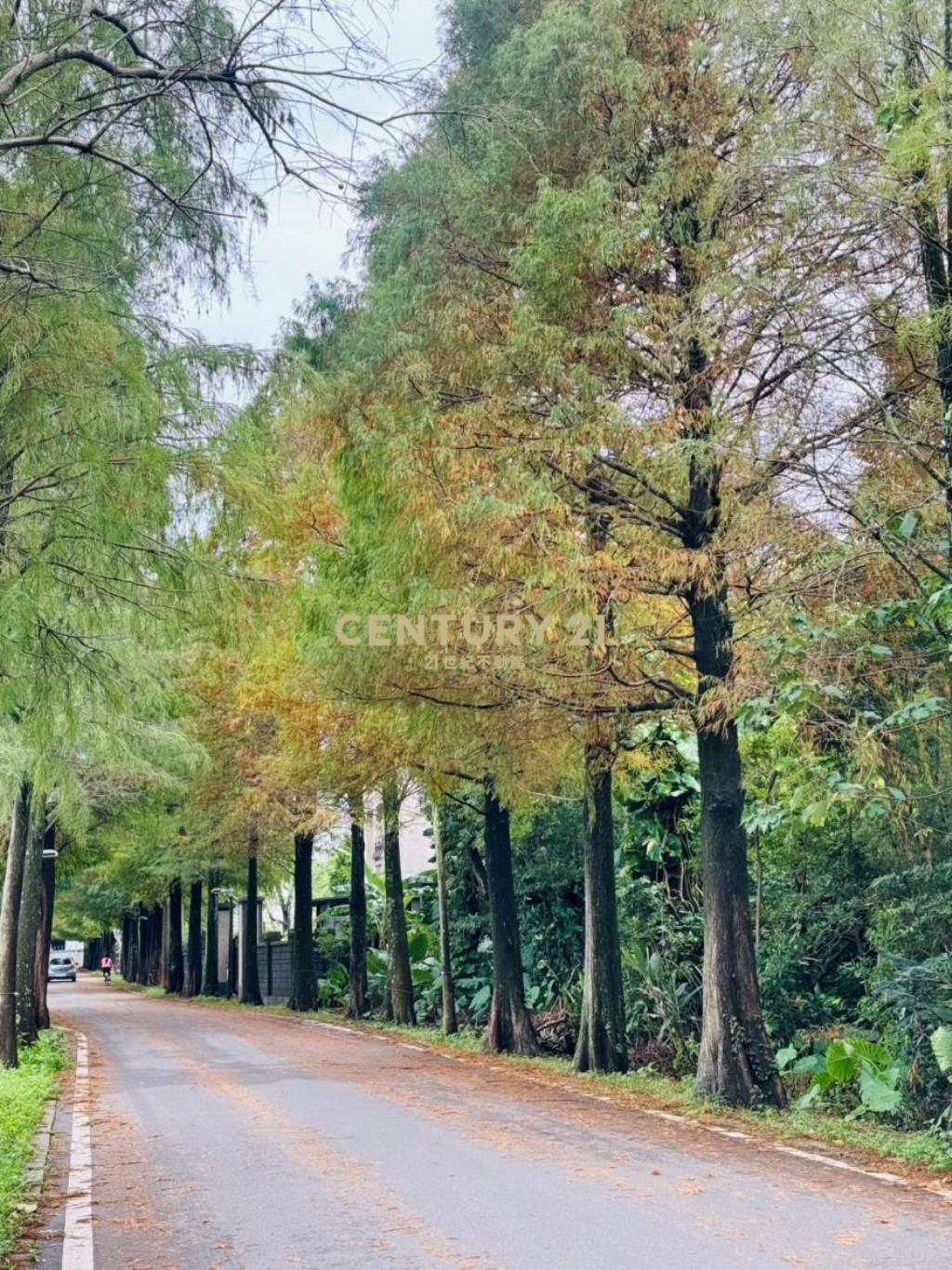 大溪落羽松公園旁小農地