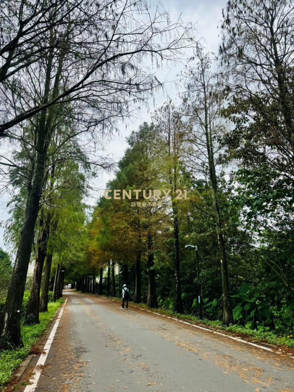 大溪落羽松公園旁小農地