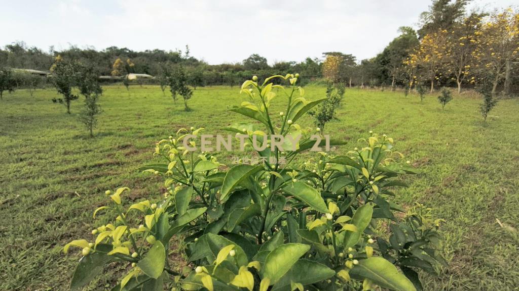 北埔水電平坦農地