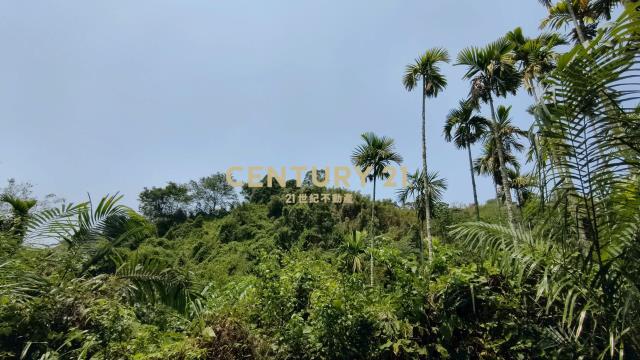 公館豐富作物林地