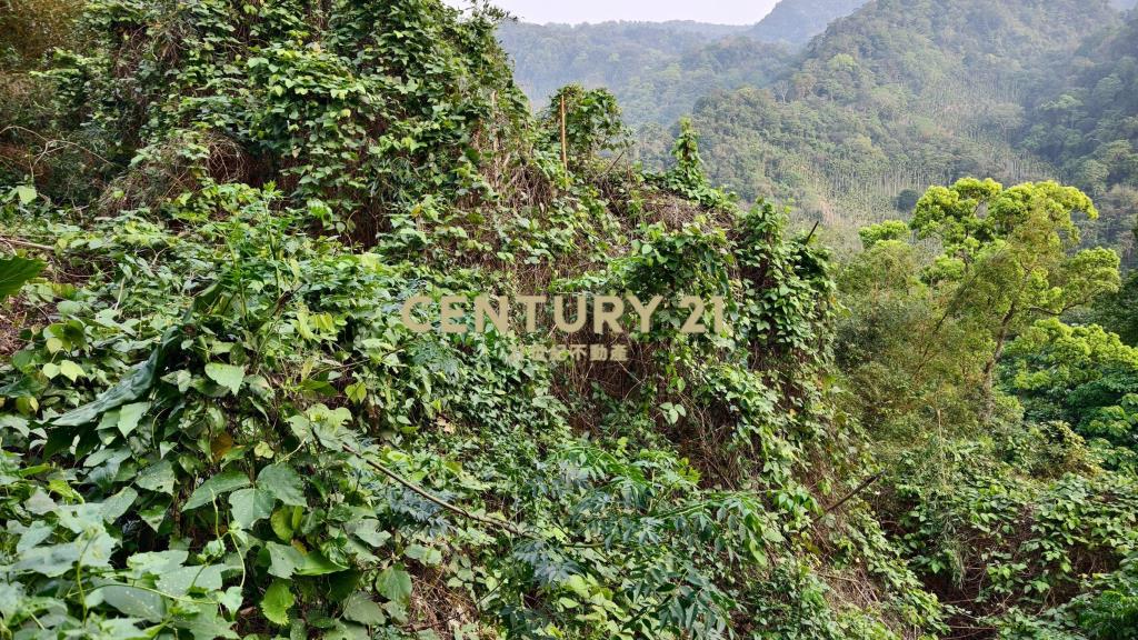公館豐富作物林地