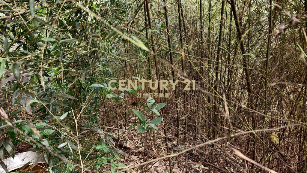 公館豐富作物林地