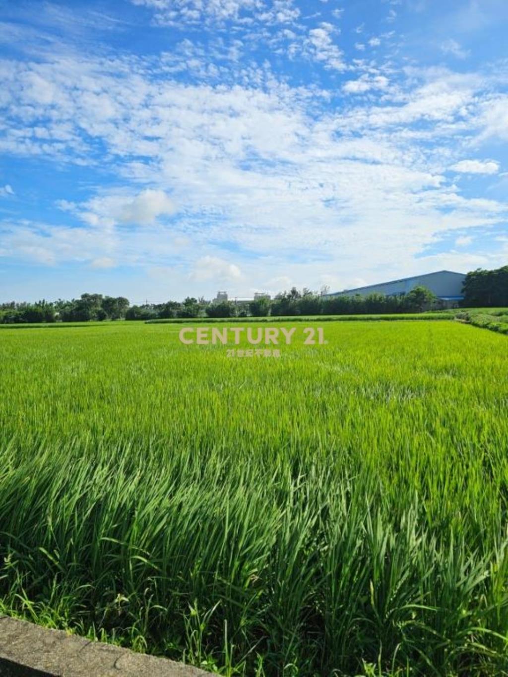 新屋區近東福路農地3