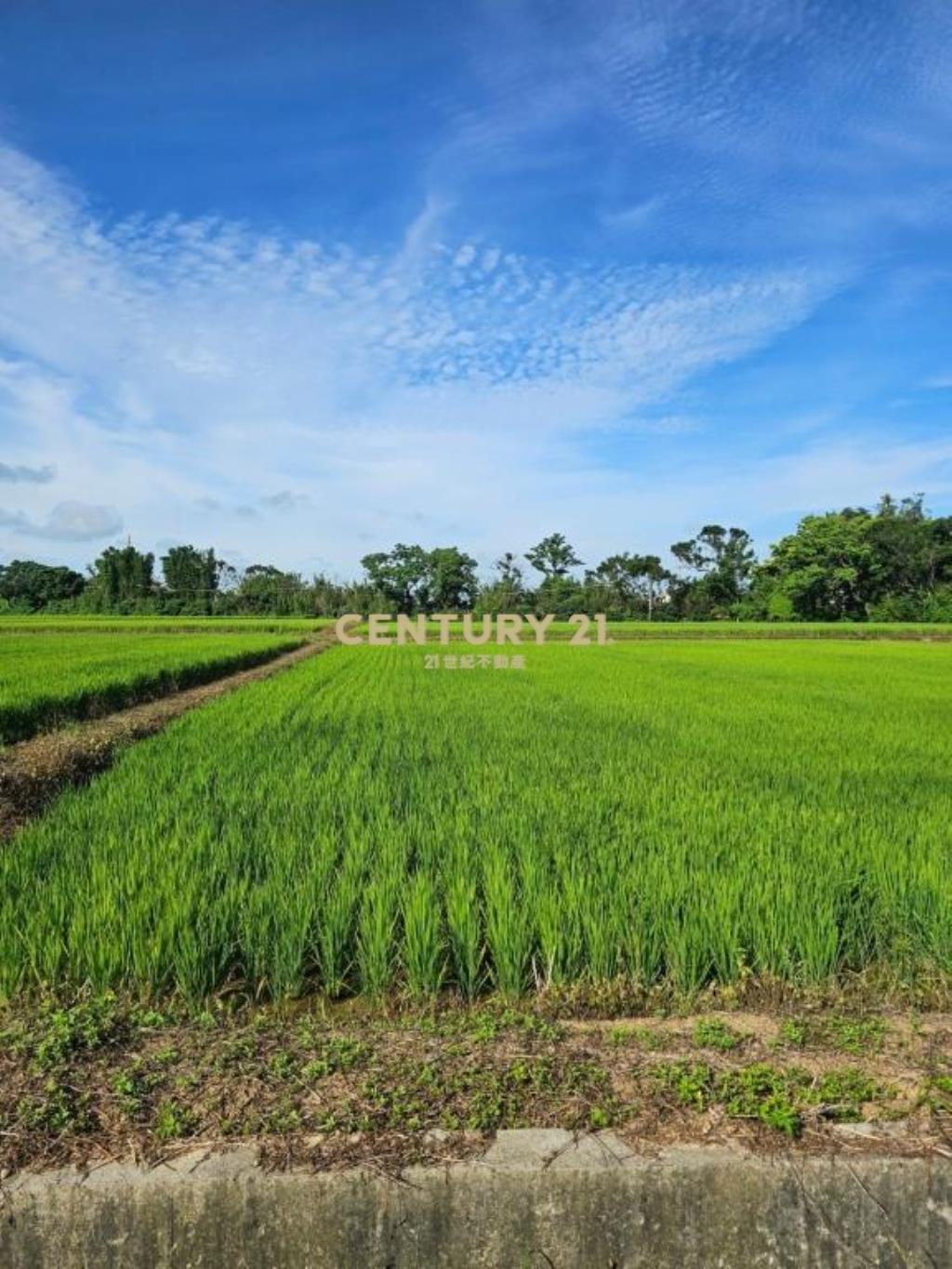 進市區前後路農地7