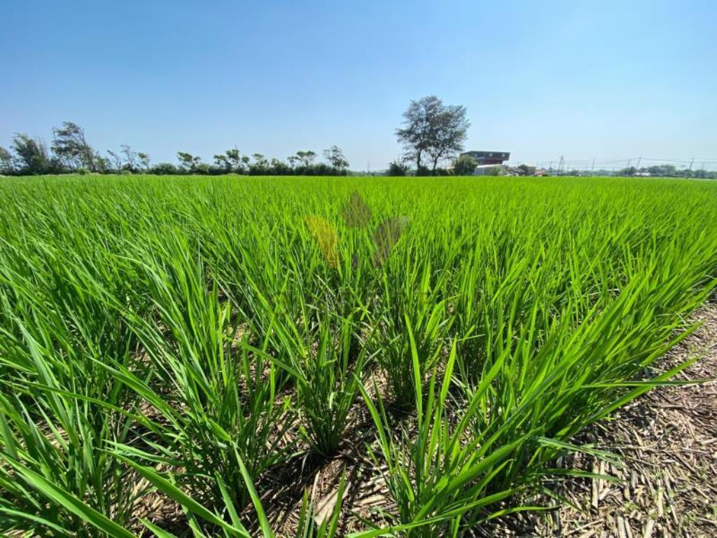 [精彩]永安國小旁美農地