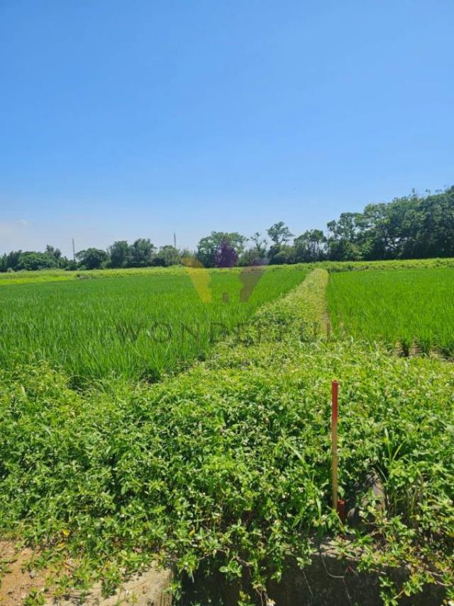 [精彩]新屋寶樹路前後臨路小坪數農地