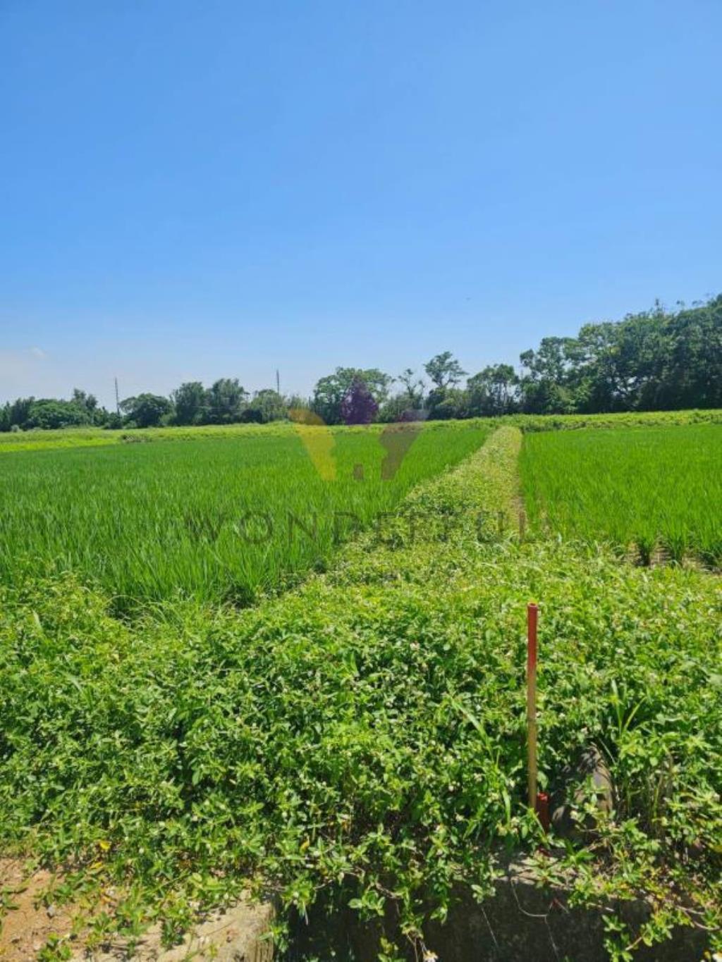 [精彩]新屋寶樹路前後臨路小坪數農地