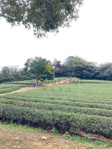 [精彩]龍潭北坑段茶園